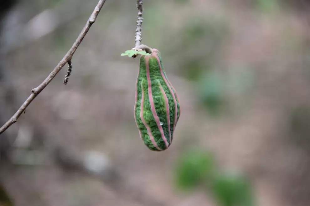 Fruta en desarrollo jacaratia corumbensis. Foto: Lidia P�rez de Molas.