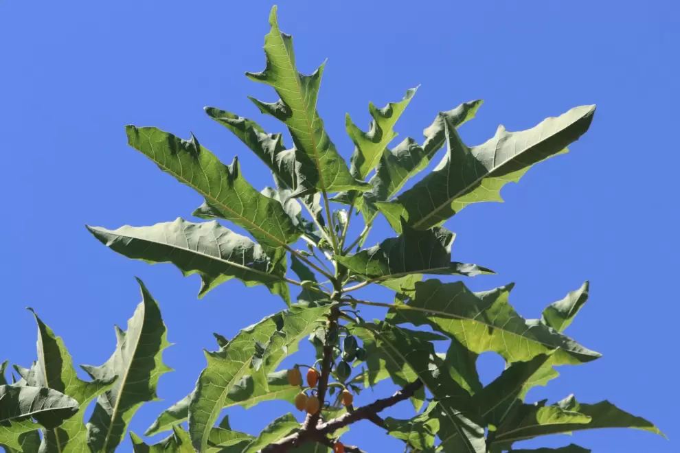 Vasconcellea quercifolia, pati o jaracatia, sus hojas .Foto: Lidia P�rez de Molas.
