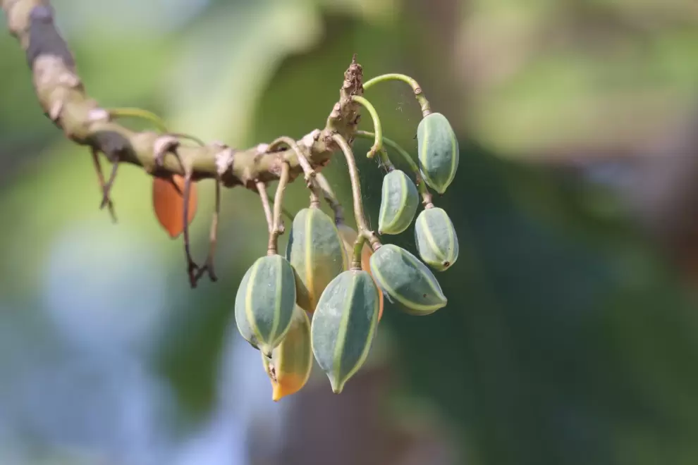 Vasconcellea quercifolia frutas. Foto: Lidia P�rez de Molas.