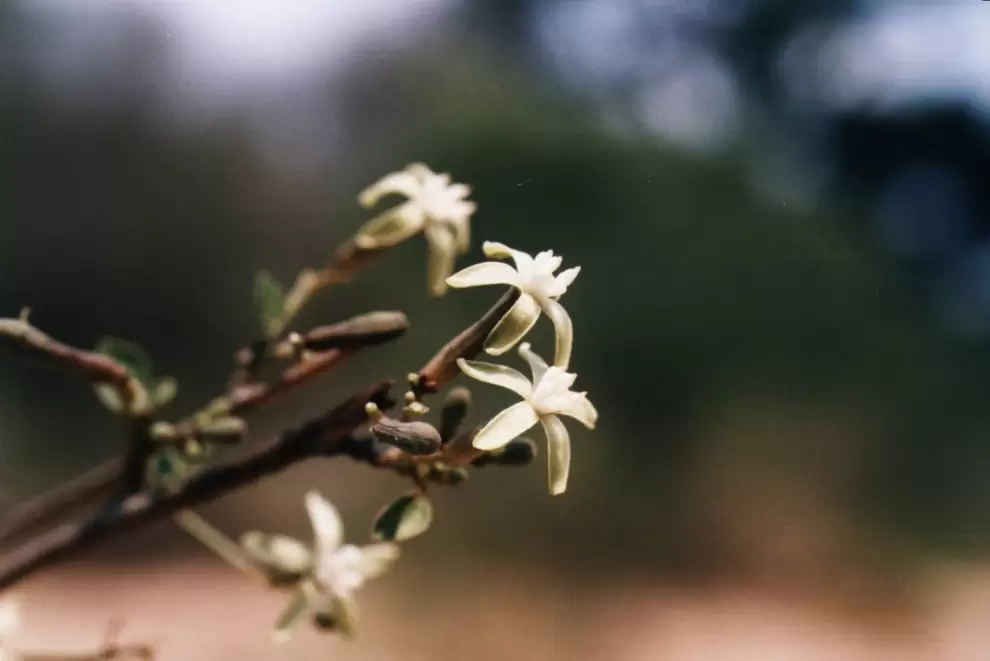 Jacaratia corumbensis en floraci�n. Foto: Lidia P�rez de Molas.