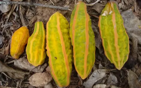 Jacaratia corumbensis.