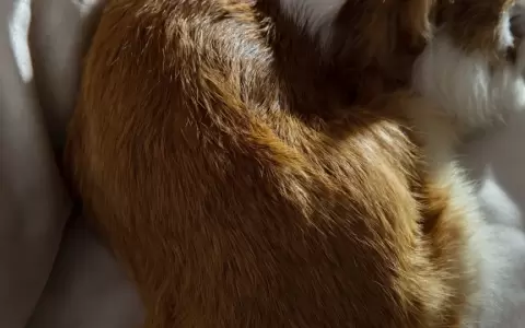 �Es malo dormir con mi mascota?