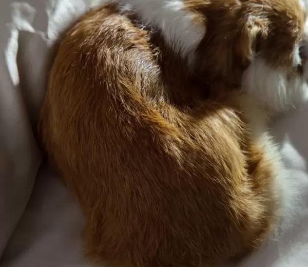 �Es malo dormir con mi mascota?