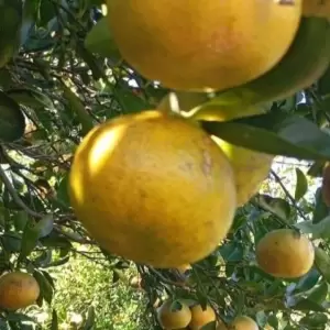 Exitosa campa�a en la cosecha y comercializaci�n de mandarinas destinadas al programa de Almuerzo Escolar "Hambre Cero".