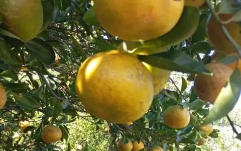 Exitosa campa�a en la cosecha y comercializaci�n de mandarinas destinadas al programa de Almuerzo Escolar "Hambre Cero".