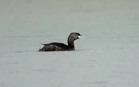 Mac� pico grueso podilymbus podiceps b.