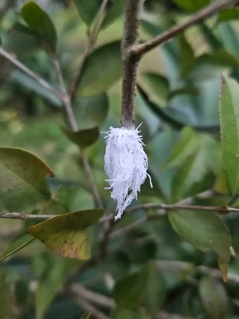 Lo que parece pelo blanco en la cochinilla. Foto: Tamara Yanosky.