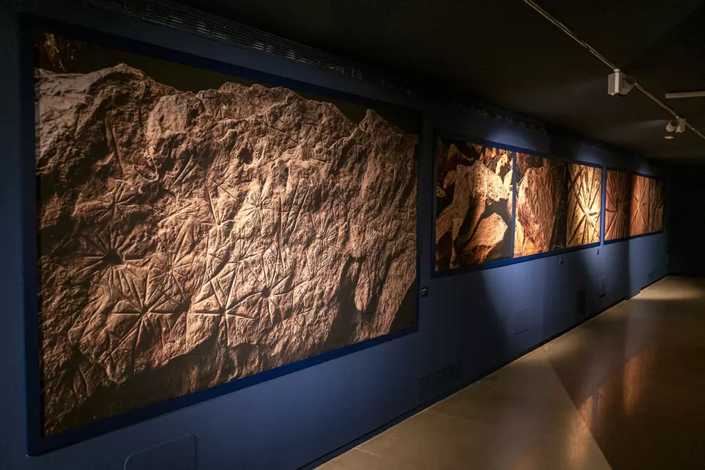 Muro lorito y estrellas. Cortes�a
