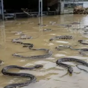 Un tif�n desata una invasi�n de serpientes en China.