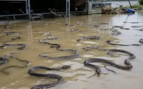 Un tif�n desata una invasi�n de serpientes en China.