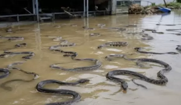 Un tif�n desata una invasi�n de serpientes en China.
