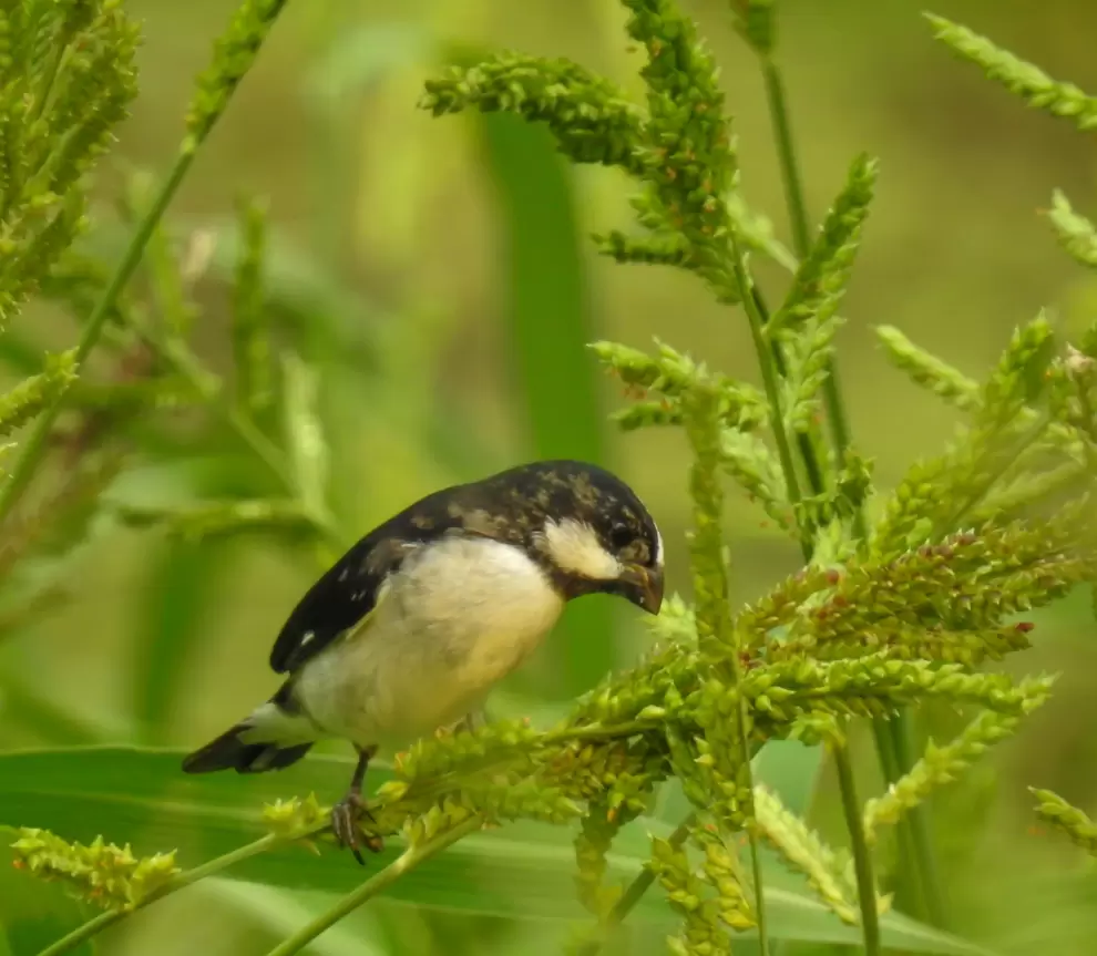 Sporophila lineola macho. Foto: Carlos Ortega.