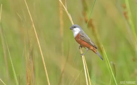 Sporophila palustris.