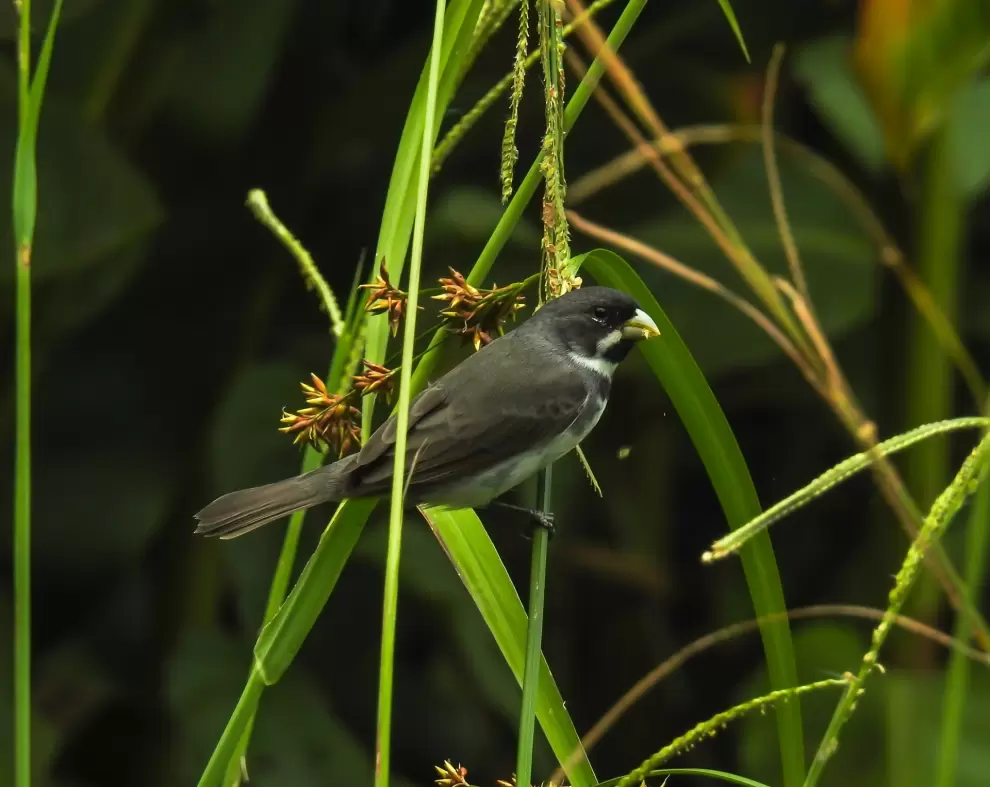 Sporophila caerulescens - corbatita común. Foto: Carlos Ortega.