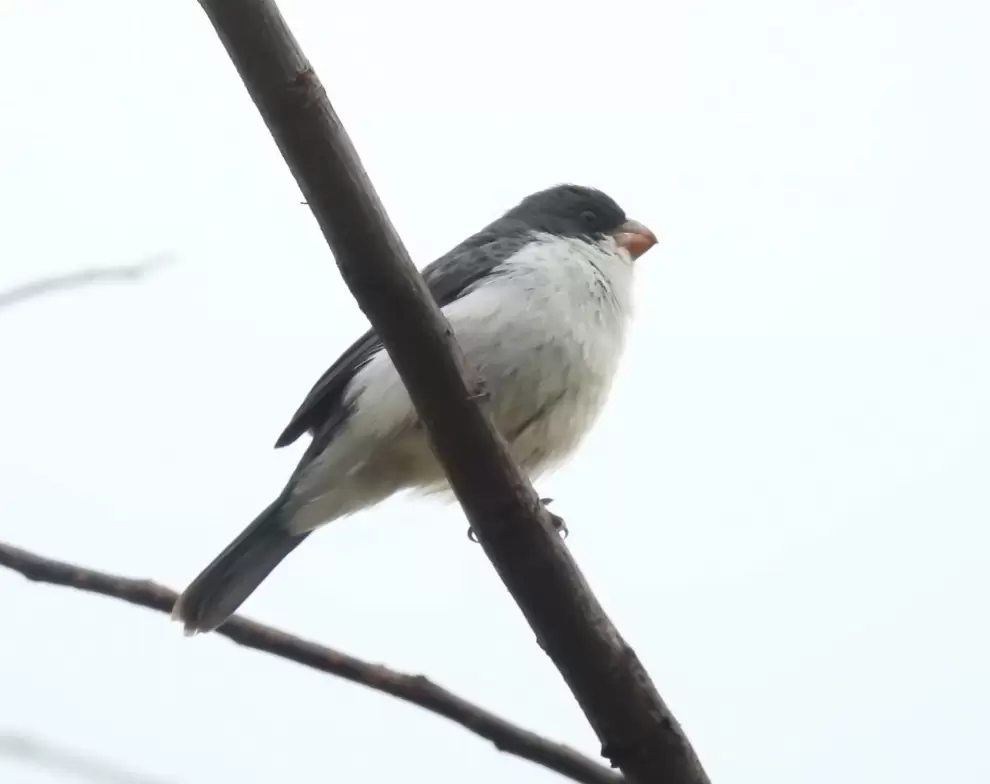Sorophila leucoptera - corbatita blanco. Foto: Carlos Ortega.