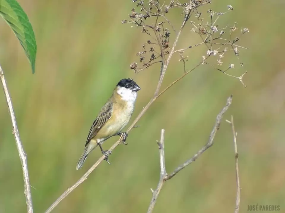 Sporophila pileata. Foto: Jos� Mar�a Paredes.