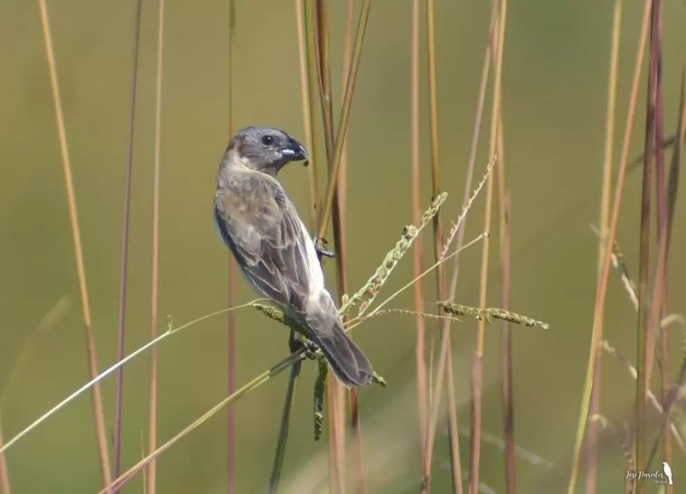 Sporophila iberaensis. Foto: Jos� Mar�a Paredes.