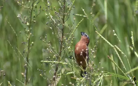 Sporophila cinnamomea.