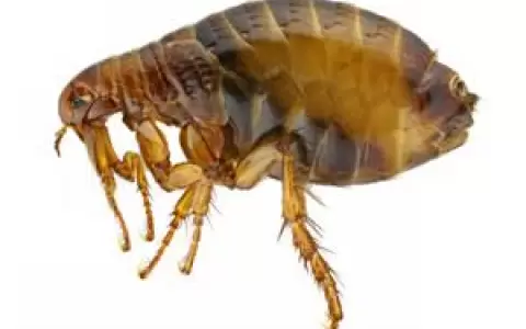 La pulga, transmisora de la peste ayer y hoy.