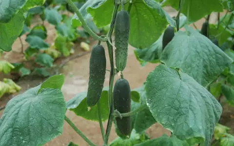 Pepinos.