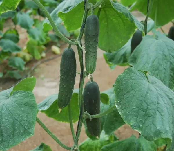 Pepinos.