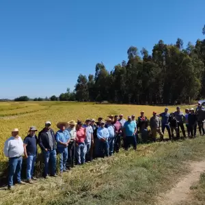 La regi�n de �uble, en Chile, es uno de los lugares en Am�rica Latina donde se ejecuta el proyecto de producci�n sostenible del arroz.