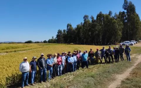 La regi�n de �uble, en Chile, es uno de los lugares en Am�rica Latina donde se ejecuta el proyecto de producci�n sostenible del arroz.