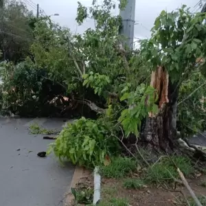 Fuertes ráfagas de viento dejan árboles caídos y cortes de energía en Asunción y Área Metropolitana