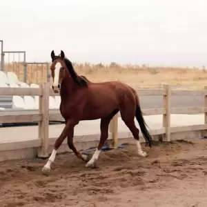 Fallece ni�o de 8 a�os tras accidente en carrera de caballos en Caaguaz�