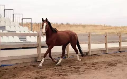 Fallece ni�o de 8 a�os tras accidente en carrera de caballos en Caaguaz�.