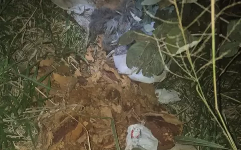 Hallan un ata�d con restos �seos abandonado en un camino de Amambay