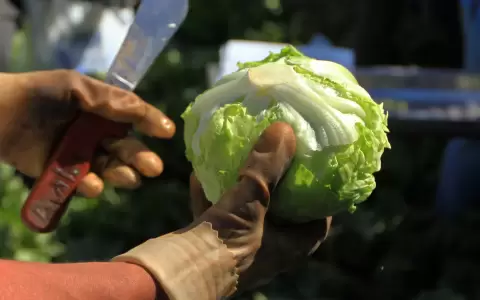 Lechuga.