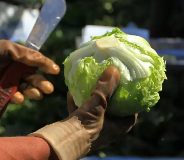 Lechuga.
