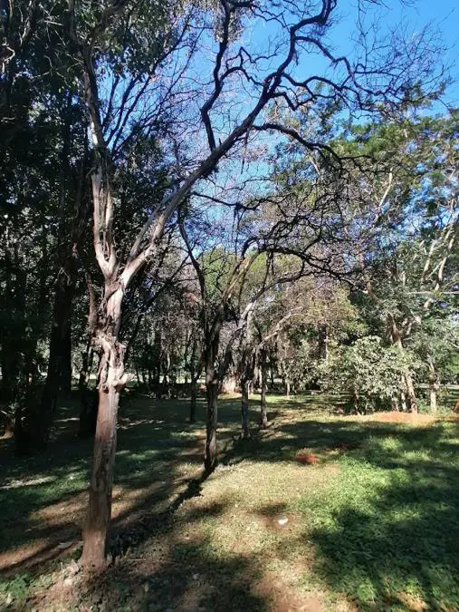 Cítricos sembrados en el interior de la plazoleta oval, 2021 © Marli Delgado