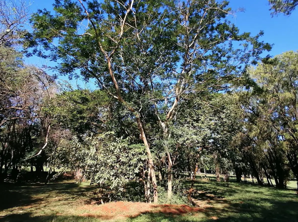 Árboles dentro del estanque de la plazoleta circular, 2021 © Marli Delgado