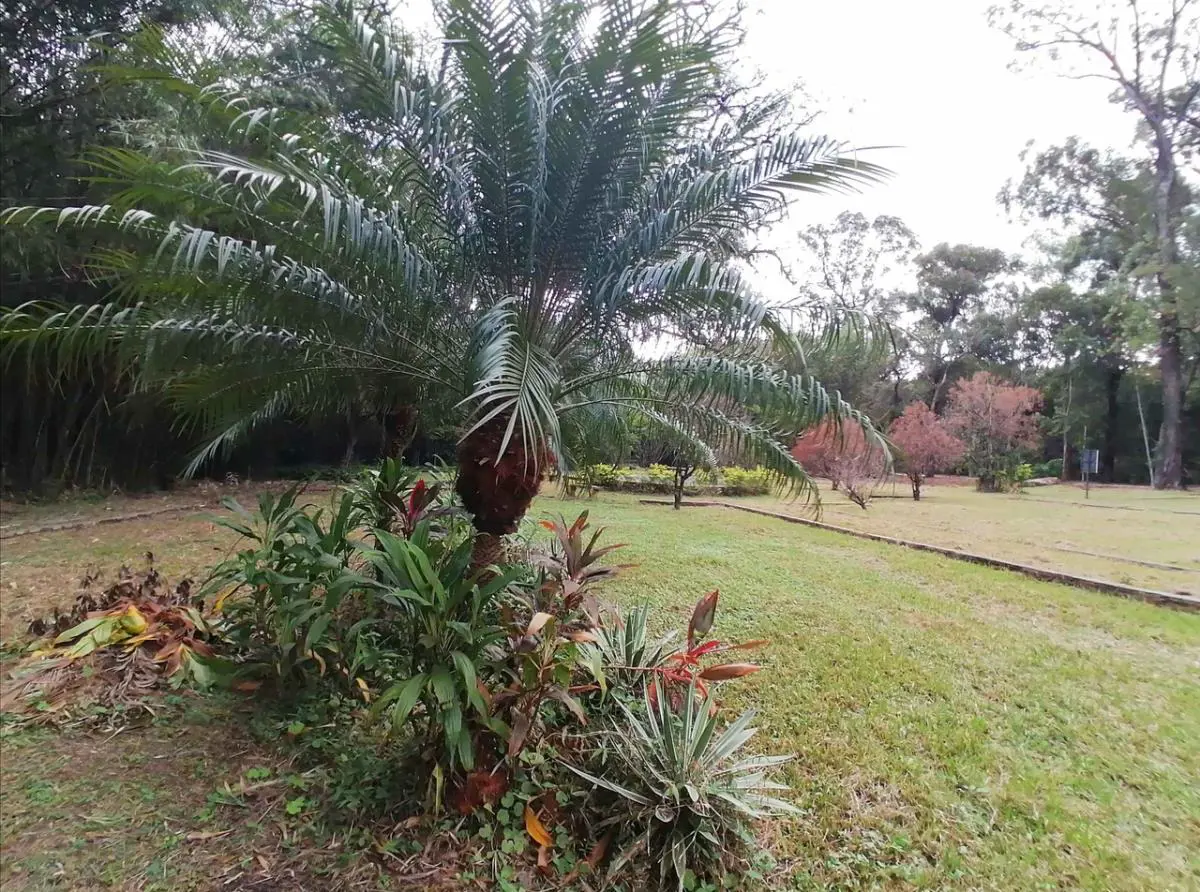 Palmera remanente del dise�o original, 2021 � Marli Delgado