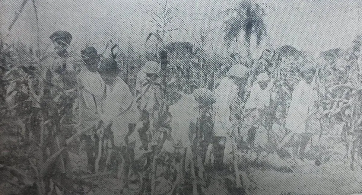 Cultivo de ma�z en la Escuela Per�, Asunci�n, 1930. Cortes�a