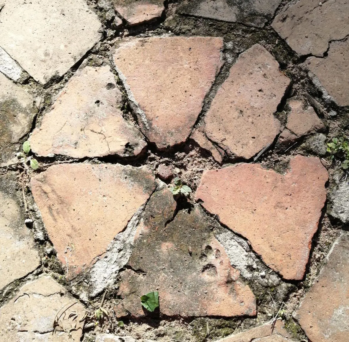 Rosedal, detalle de piso del c�rculo, 2021 � Marli Delgado