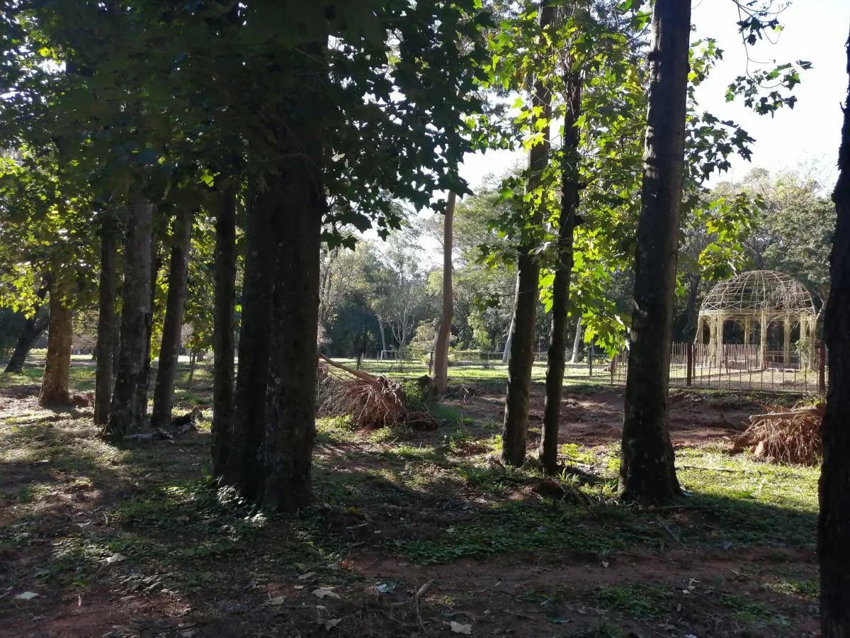 Rosedal, vista desde sector Ykua Madame Lynch, 2021 � Marli Delgado