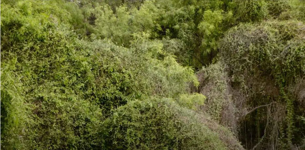 Escena de 