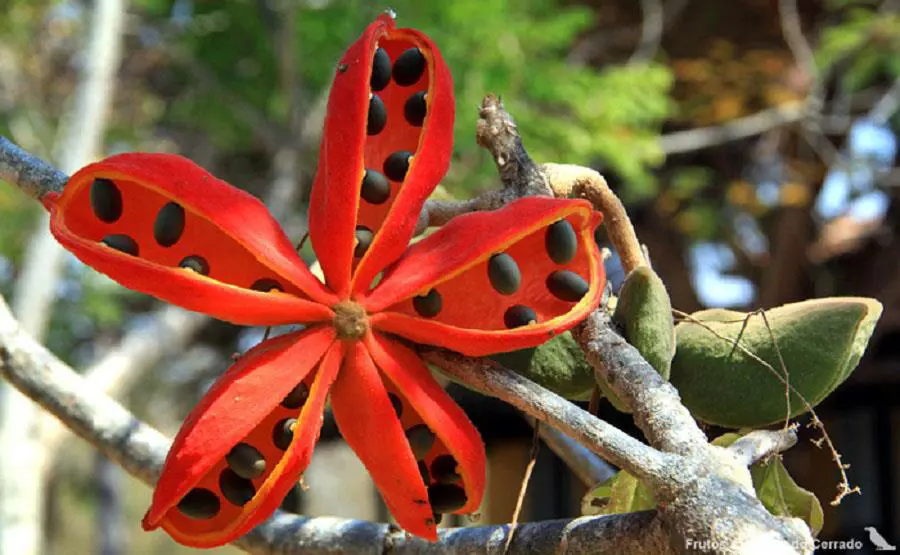 Flor y semillas de emmanduvi guasu/em (Sterculia striata). Cortesía