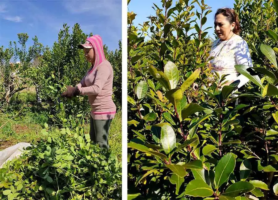Productoras de yerba mate en plena cosecha. Cortes�a