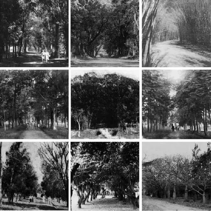 Algunas de las alamedas del Jardín Botánico. Fuente: Archivo de la Cátedra Historia de la Arquitectura del Paisaje en Paraguay (FADA-UNA)