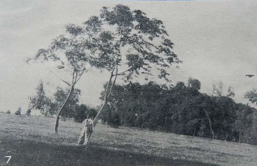 Pradera del Jard�n Bot�nico de Asunci�n, 1929. emEl Paraguay contempor�neo/em