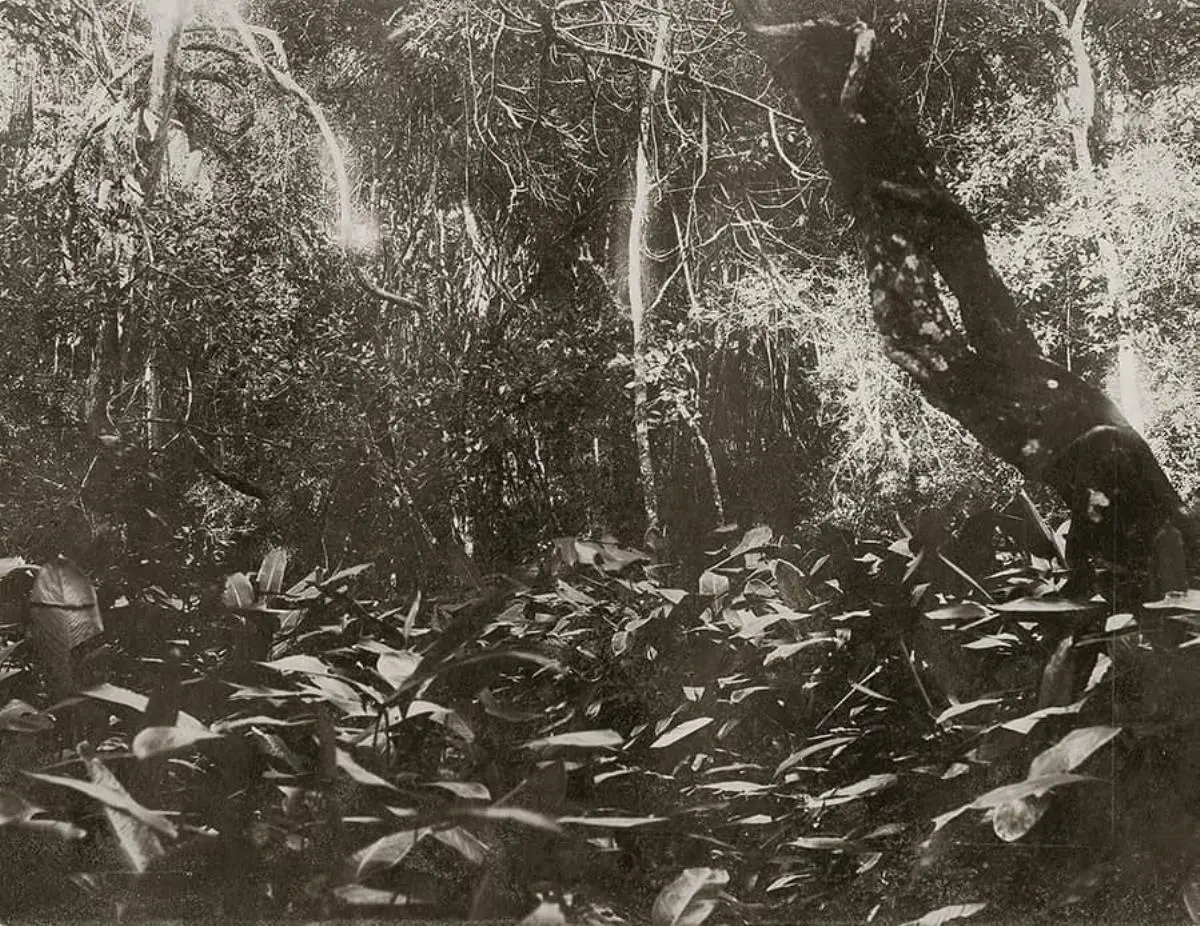 Auguste Fran�ois. Un rinc�n de selva virgen, Paraguay, 1894. Cortes�a AAF