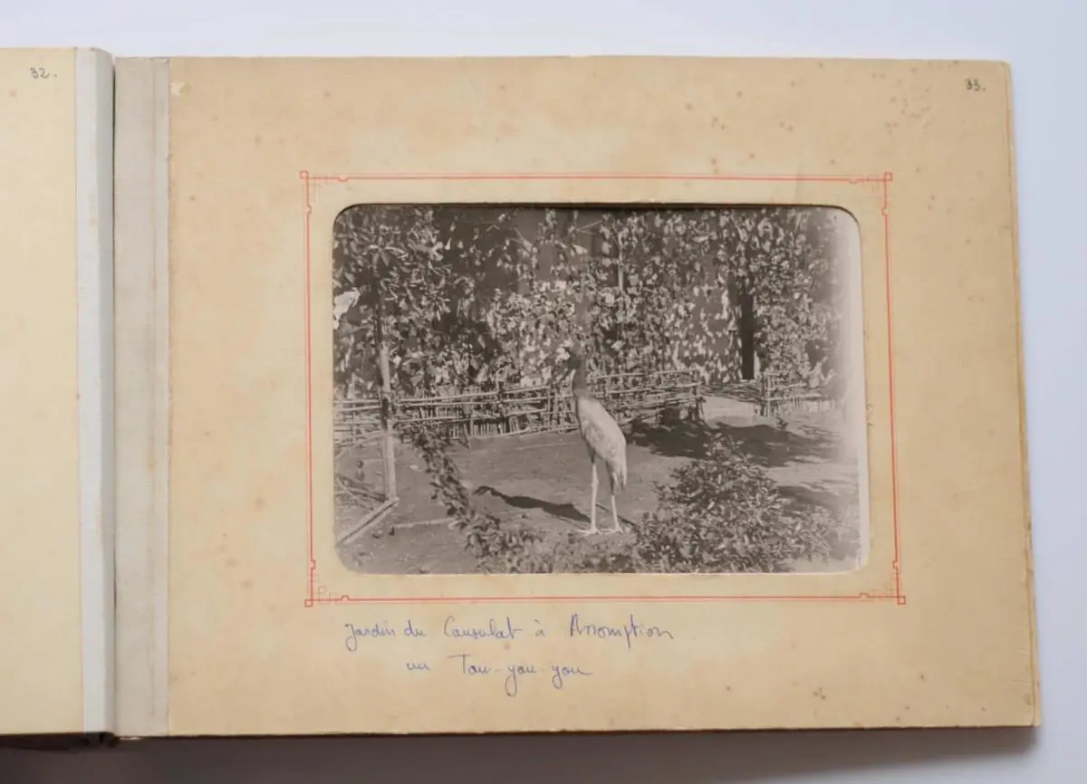 Auguste Fran�ois. Jard�n del Consulado en Asunci�n. Un tuyuy�, 1894 � Annick Bienvenu