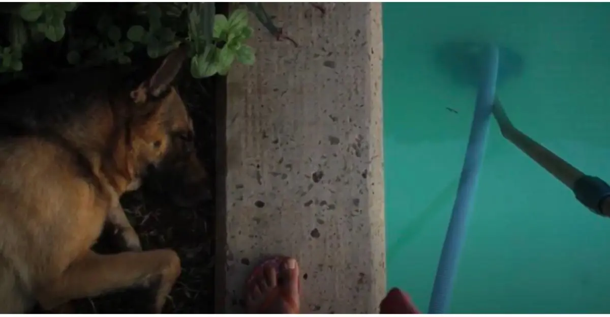 Silvana Nuovo, emMujer perra/em, 2012. Still de video. Cortesía