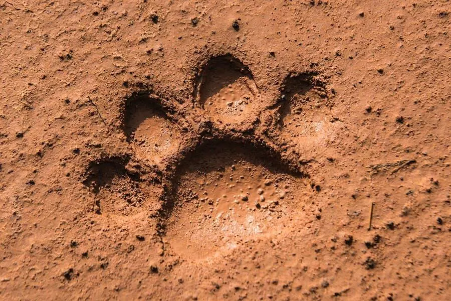 Chaco. Huella actual del jaguar � Fernando Allen