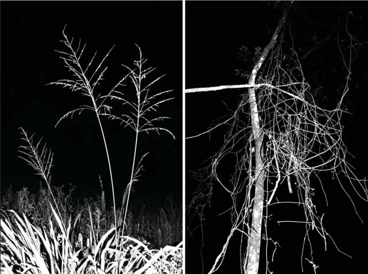 Luvier Casali, de la serie emEjercicios nocturnos/em, 2020-2023.�Fotograf�a digital sobre papel de algod�n.�Cortes�a