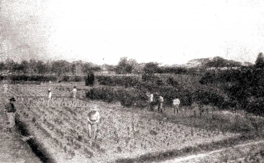 Almácigos “El Progreso”, de Juan Ceriani, ca. 1910. emLa República del Paraguay. Un siglo de vida nacional./em Cortesía